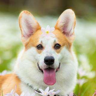 Cute Corgi phone wallpaper
