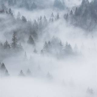 Foggy forest iPhone wallpaper