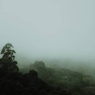 Foggy forest iPhone wallpaper