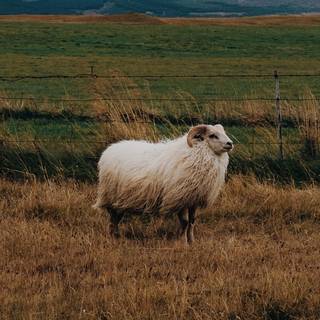 Sheep iPhone wallpaper