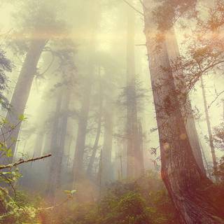 Foggy forest iPhone wallpaper