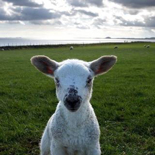 Sheep iPhone wallpaper