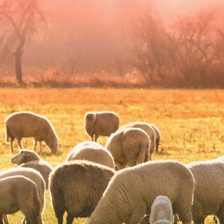 Sheep iPhone wallpaper