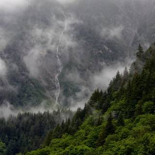 Foggy forest iPhone wallpaper