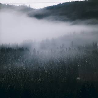 Foggy forest iPhone wallpaper