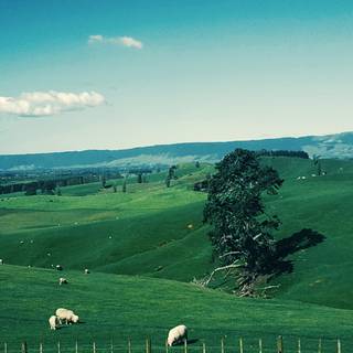 Sheep iPhone wallpaper