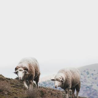Sheep iPhone wallpaper