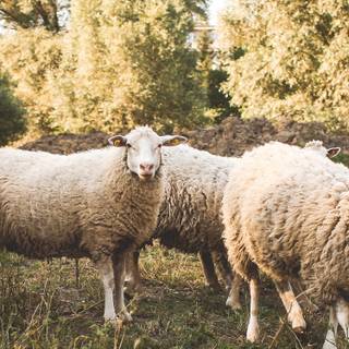 Sheep iPhone wallpaper