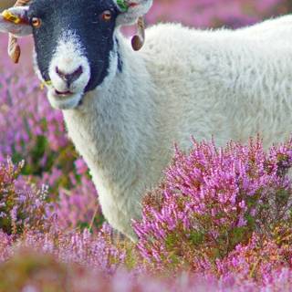 Sheep iPhone wallpaper