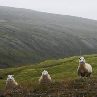 Sheep iPhone wallpaper