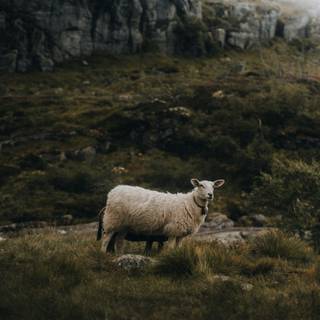 Sheep iPhone wallpaper
