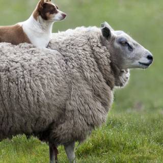 Sheep iPhone wallpaper