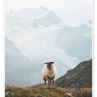 Sheep iPhone wallpaper