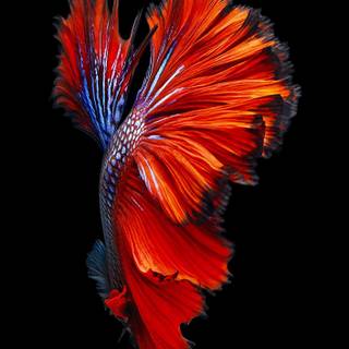 iPhone 4 stock wallpaper