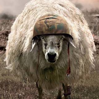 Sheep iPhone wallpaper