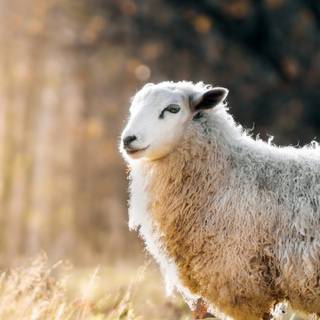 Sheep iPhone wallpaper