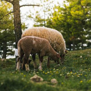 Sheep iPhone wallpaper