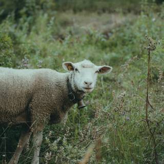 Sheep iPhone wallpaper