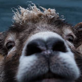 Sheep iPhone wallpaper