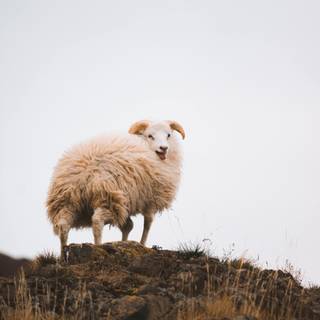 Sheep iPhone wallpaper
