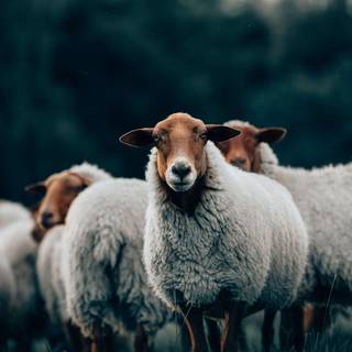 Sheep iPhone wallpaper