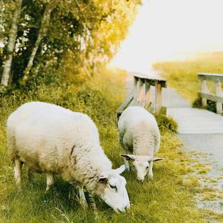 Sheep iPhone wallpaper