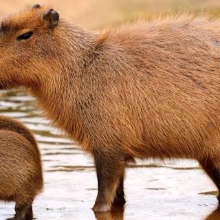 Capybara desktop wallpaper