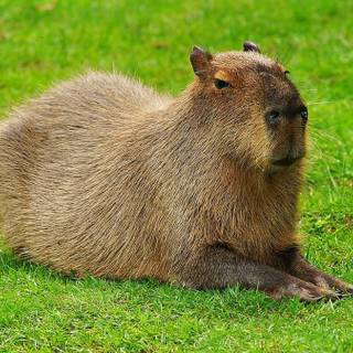 Capybara desktop wallpaper