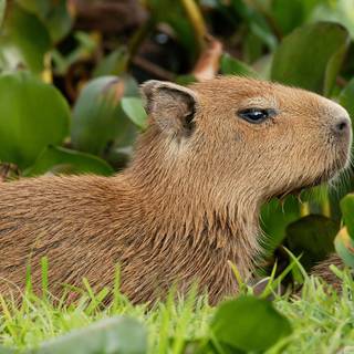 Capybara desktop wallpaper