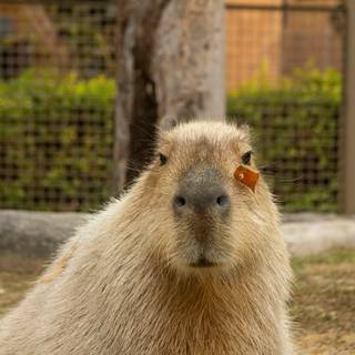 Capybara desktop wallpaper
