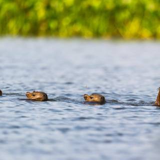 Capybara desktop wallpaper