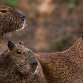 Capybara desktop wallpaper