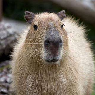 Capybara desktop wallpaper