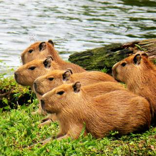 Capybara desktop wallpaper