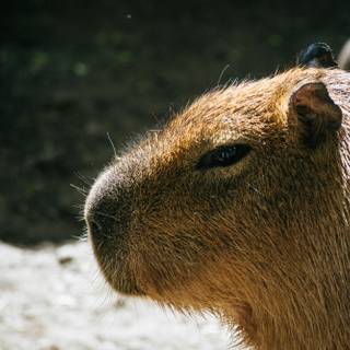 Capybara desktop wallpaper