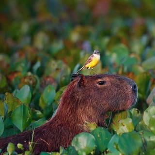 Capybara desktop wallpaper