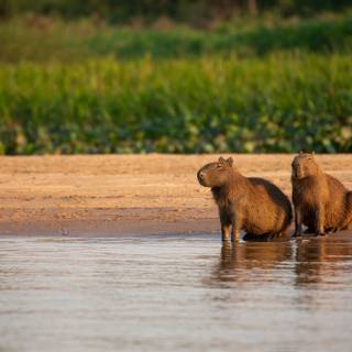 Capybara desktop wallpaper