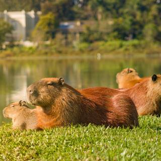 Capybara desktop wallpaper