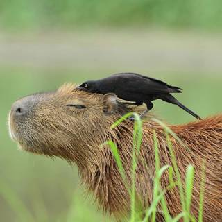 Capybara desktop wallpaper