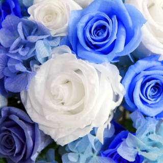 Blue and white desktop wallpaper