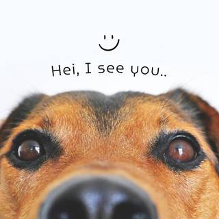 Cute animal desktop wallpaper