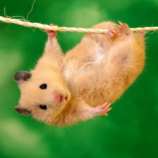 Cute animal desktop wallpaper