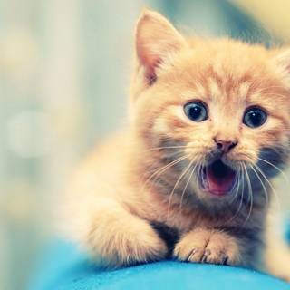 Cute animal desktop wallpaper