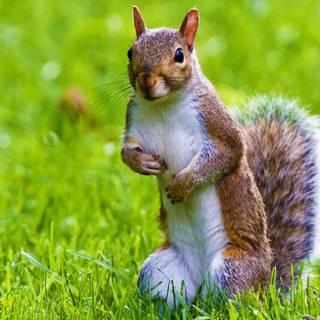 Cute animal desktop wallpaper