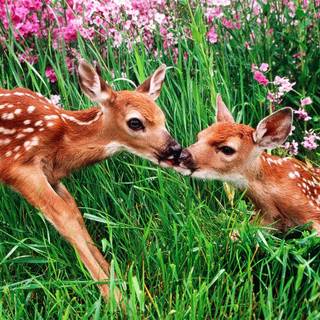 Cute animal desktop wallpaper