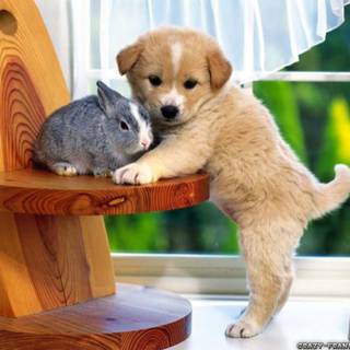 Cute animal desktop wallpaper