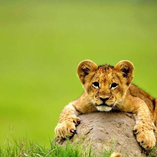 Cute animal desktop wallpaper