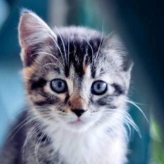 Cute animal desktop wallpaper