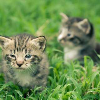 Cute animal desktop wallpaper