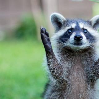 Cute animal desktop wallpaper